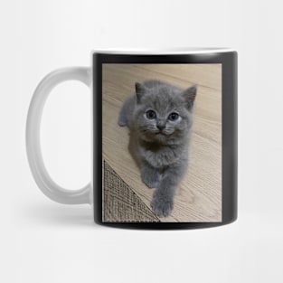 the blue cute cats Mug